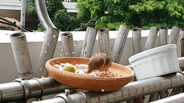 achoo house sparrow