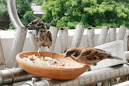 drenched house sparrow