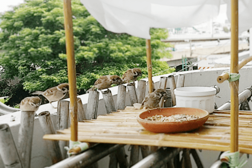 that uneasy feeling house sparrow