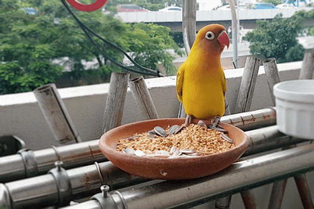 yellow my lovebird for 2months