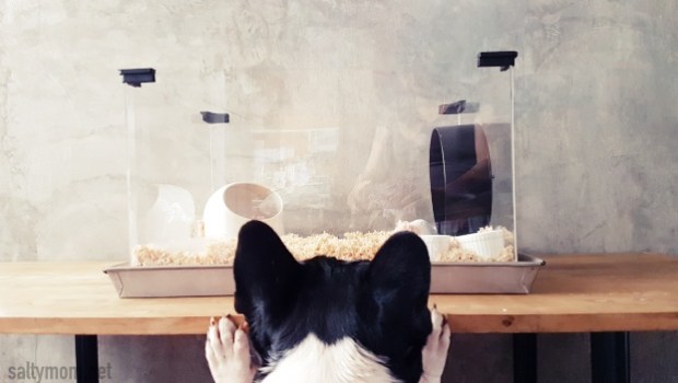 diy hamster cage see thru minimalist with built in hamster wheel.jpg