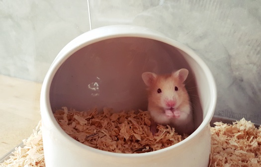 hamster bed from ceremic pot.jpg