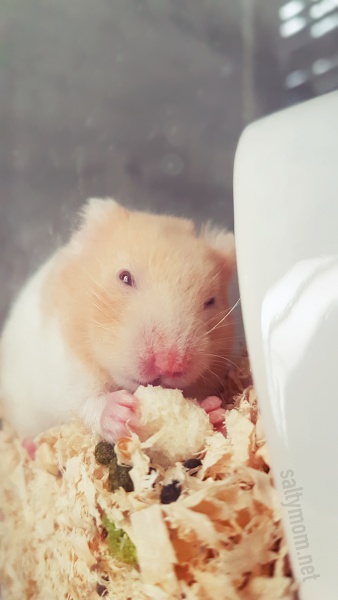 hamster secret hideout.jpg